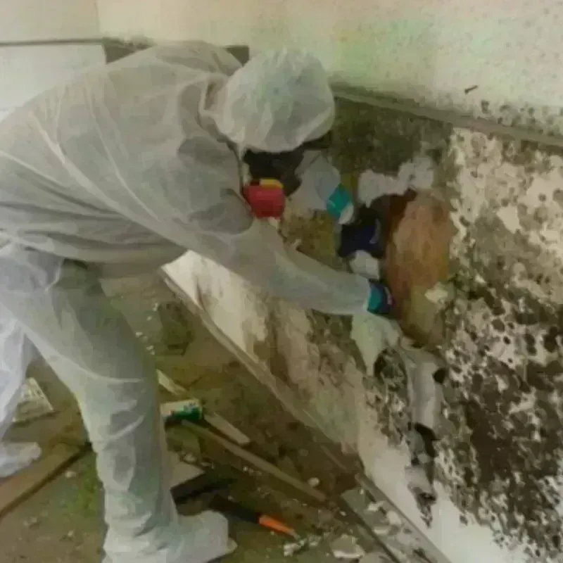 Mold Remediation and Removal in Trenton, TN